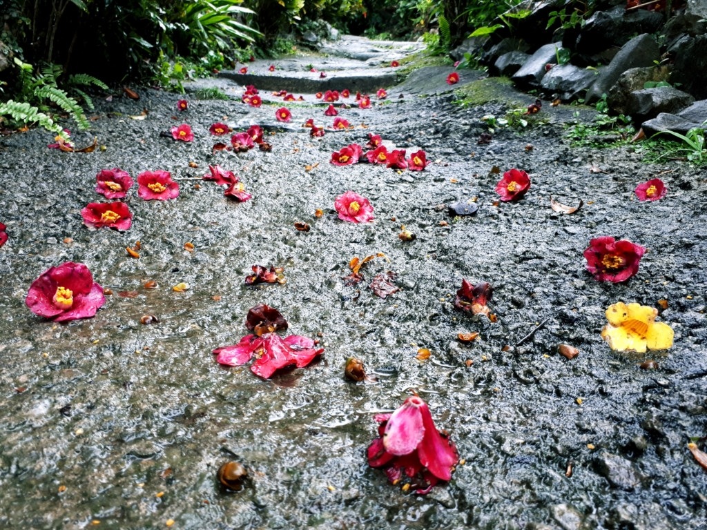 Rose petals along the pathway in a forest