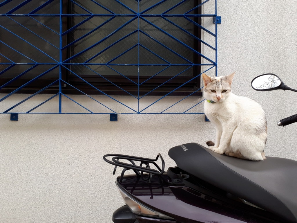 گربه ی سفیدی نشسته برروی یک اسکوتر که کنار پنجره ی آپارتمان پارک شده