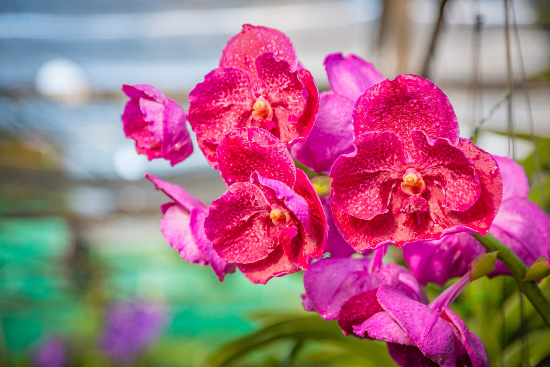 Flower camera background blur