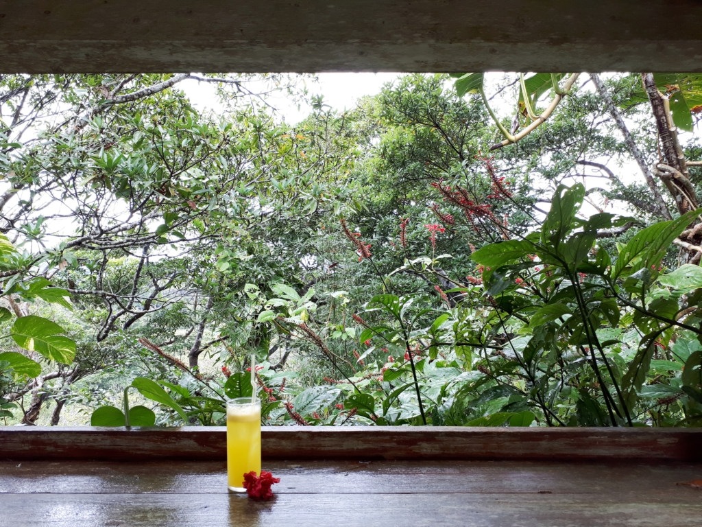 View of an exotic garden from the window of a cafe.
